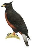 Black-and-chestnut Eagle Illustration