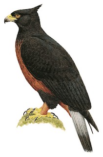 Black-and-chestnut Eagle
