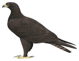Black Eagle - Ictinaetus malaiensis - Birds of the World