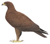 Indian Spotted Eagle Illustration