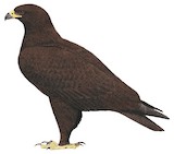 Greater Spotted Eagle Illustration