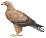 Tawny Eagle Illustration