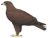 Steppe Eagle Illustration