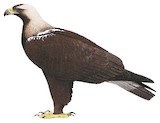 Spanish Imperial Eagle Illustration