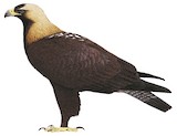 Eastern Imperial Eagle Illustration