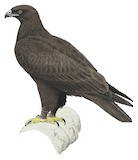 Gurney's Eagle Illustration