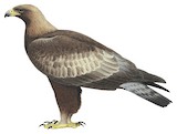 Golden Eagle Illustration