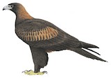 Wedge-tailed Eagle Illustration