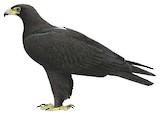 Verreaux's Eagle Illustration