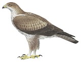 Bonelli's Eagle Illustration