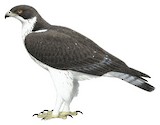 African Hawk-Eagle Illustration