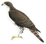 Cassin's Hawk-Eagle Illustration