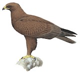 Wahlberg's Eagle Illustration