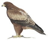 Booted Eagle Illustration