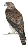 Pygmy Eagle Illustration