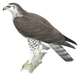 Ayres's Hawk-Eagle Illustration