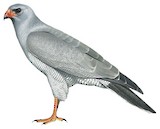 Dark Chanting Goshawk Illustration