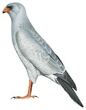 Pale Chanting Goshawk Illustration