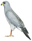 Eastern Chanting Goshawk Illustration