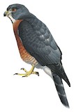 Double-toothed Kite Illustration