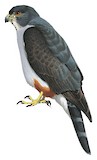 Rufous-thighed Kite Illustration