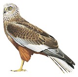 Western Marsh Harrier Illustration