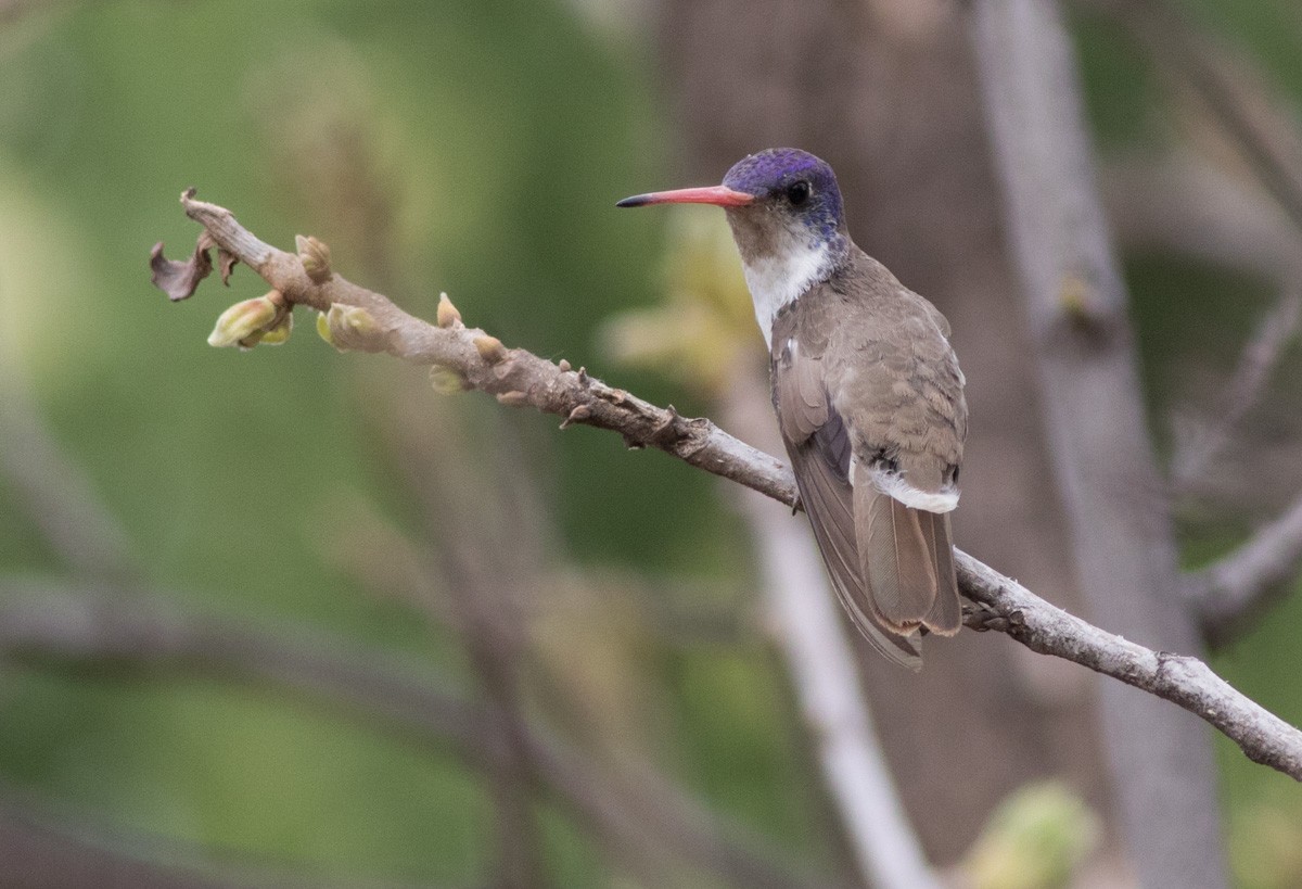 Violet-crowned Hummingbird - Joachim Bertrands
