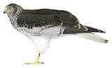 Papuan Harrier Illustration