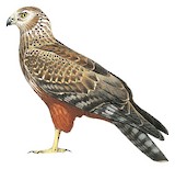 African Marsh Harrier Illustration