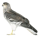 Malagasy Harrier Illustration