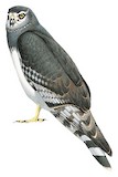 Long-winged Harrier Illustration