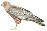 Spotted Harrier Illustration