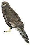 Black Harrier Illustration