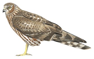 Circus cyaneus, Print, The hen harrier (Circus cyaneus) is a bird of prey.  The genus name Circus is derived from Ancient Greek kirkos, meaning  'circle', referring to a bird of prey named