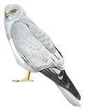 Hen Harrier Illustration