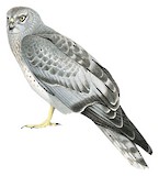 Northern Harrier Illustration