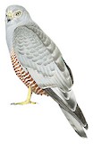 Cinereous Harrier Illustration