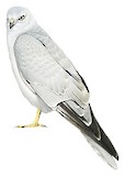 Pallid Harrier Illustration