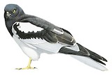 Pied Harrier Illustration