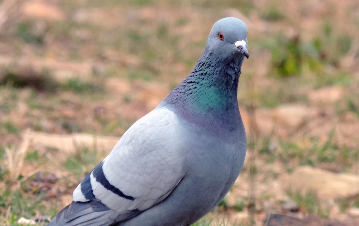 Pigeon biset (forme sauvage) - ML151484471