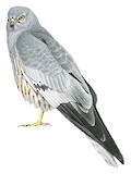 Montagu's Harrier Illustration