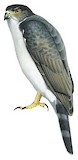 Grey-bellied Hawk Illustration