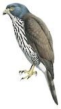 Sulawesi Goshawk Illustration