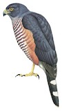 Red-chested Goshawk Illustration