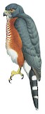 Chestnut-flanked Sparrowhawk Illustration