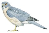 Nicobar Sparrowhawk Illustration