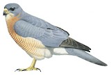 Levant Sparrowhawk Illustration