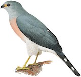 Spot-tailed Sparrowhawk Illustration