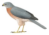 Variable Goshawk Illustration