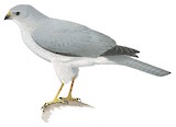 Grey Goshawk Illustration